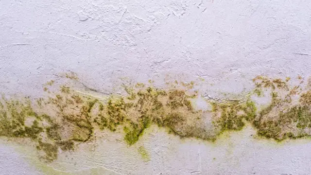 Yellow-green mildew line growing along a white painted wall